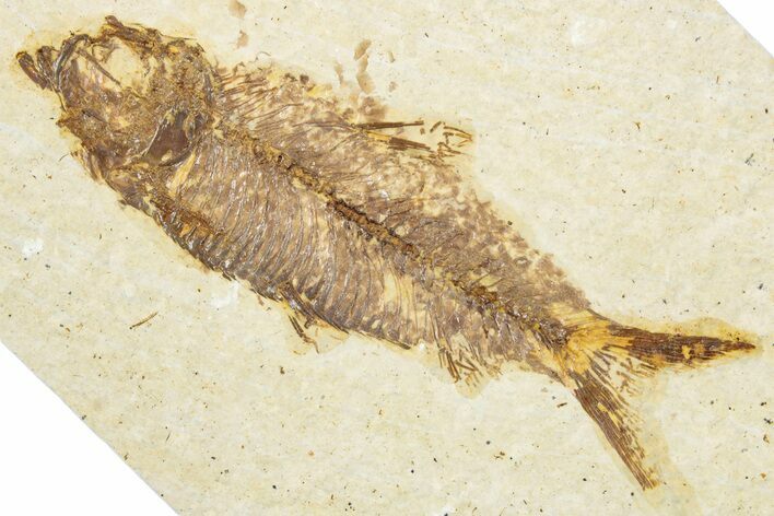 Detailed Fossil Fish (Knightia) - Wyoming #343653